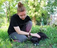 MOGLI, Hund, Chihuahua-Mix in Peine - Bild 2
