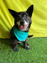 MOGLI, Hund, Chihuahua-Mix in Peine - Bild 20