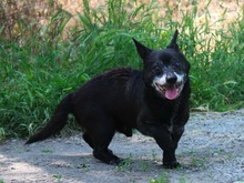 MOGLI, Hund, Chihuahua-Mix in Peine - Bild 3