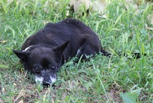 MOGLI, Hund, Chihuahua-Mix in Peine - Bild 4