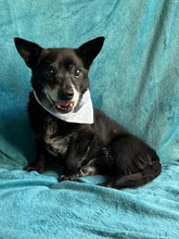 MOGLI, Hund, Chihuahua-Mix in Peine - Bild 5