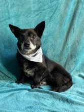 MOGLI, Hund, Chihuahua-Mix in Peine - Bild 6