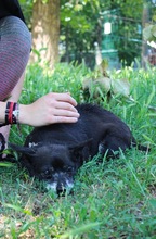 MOGLI, Hund, Chihuahua-Mix in Peine - Bild 7