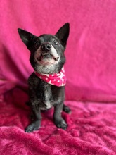 MOGLI, Hund, Chihuahua-Mix in Peine - Bild 8