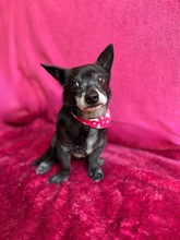 MOGLI, Hund, Chihuahua mix in Peine - Bild 9
