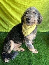 HUSAR, Hund, Mischlingshund in Peine - Bild 1