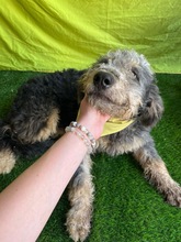 HUSAR, Hund, Mischlingshund in Peine - Bild 11
