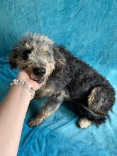 HUSAR, Hund, Mischlingshund in Peine - Bild 12