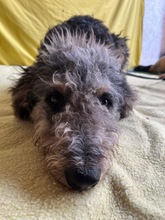 HUSAR, Hund, Mischlingshund in Peine - Bild 13