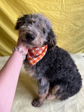 HUSAR, Hund, Mischlingshund in Peine - Bild 14