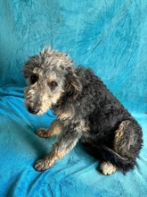 HUSAR, Hund, Mischlingshund in Peine - Bild 17
