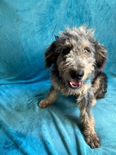 HUSAR, Hund, Mischlingshund in Peine - Bild 18