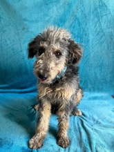 HUSAR, Hund, Mischlingshund in Peine - Bild 19