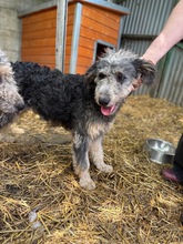 HUSAR, Hund, Mischlingshund in Peine - Bild 2