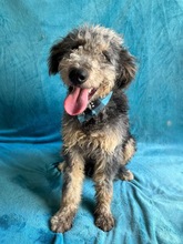 HUSAR, Hund, Mischlingshund in Peine - Bild 20