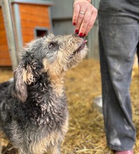 HUSAR, Hund, Mischlingshund in Peine - Bild 3