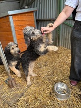 HUSAR, Hund, Mischlingshund in Peine - Bild 4