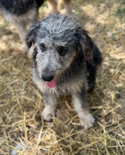 HUSAR, Hund, Mischlingshund in Peine - Bild 5