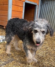 HUSAR, Hund, Mischlingshund in Peine - Bild 6