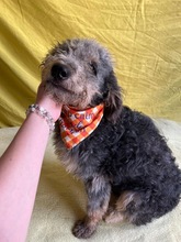 HUSAR, Hund, Mischlingshund in Peine - Bild 7