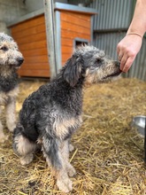 HUSAR, Hund, Mischlingshund in Peine - Bild 8