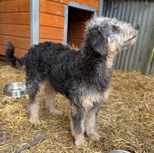 HUSAR, Hund, Mischlingshund in Peine - Bild 9
