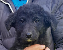 SRECKO, Hund, Husky-Mischling in Kroatien - Bild 1
