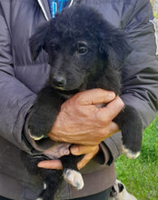 SRECKO, Hund, Husky-Mischling in Kroatien - Bild 10