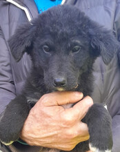 SRECKO, Hund, Husky-Mischling in Kroatien - Bild 11