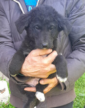 SRECKO, Hund, Husky-Mischling in Kroatien - Bild 12