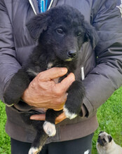 SRECKO, Hund, Husky-Mischling in Kroatien - Bild 8