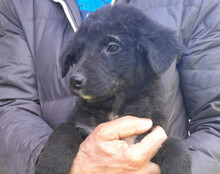 SRECKO, Hund, Husky-Mischling in Kroatien - Bild 9