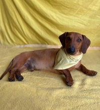 ALEX, Hund, Dackel in Wunstorf - Bild 1