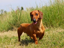 ALEX, Hund, Dackel in Wunstorf - Bild 16