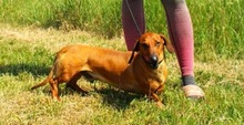 ALEX, Hund, Dackel in Wunstorf - Bild 17