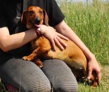 ALEX, Hund, Dackel in Wunstorf - Bild 18