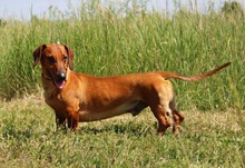 ALEX, Hund, Dackel in Wunstorf - Bild 19