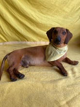 ALEX, Hund, Dackel in Wunstorf - Bild 2