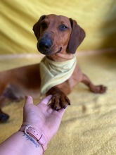 ALEX, Hund, Dackel in Wunstorf - Bild 20