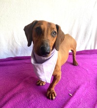 ALEX, Hund, Dackel in Wunstorf - Bild 4