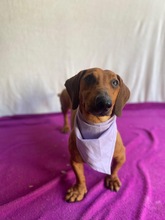 ALEX, Hund, Dackel in Wunstorf - Bild 8