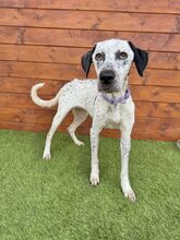 PERU, Hund, Mischlingshund in Slowakische Republik - Bild 1