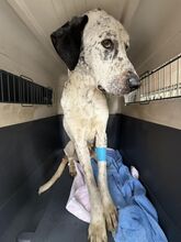 PERU, Hund, Mischlingshund in Slowakische Republik - Bild 13