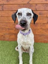 PERU, Hund, Mischlingshund in Slowakische Republik - Bild 3