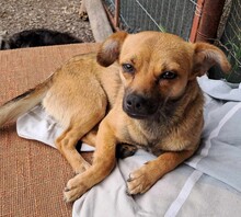 ISOLDE, Hund, Mischling in Rumänien - Bild 1
