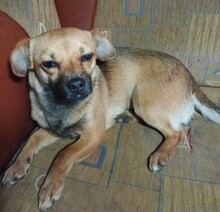 ISOLDE, Hund, Mischling in Rumänien - Bild 2