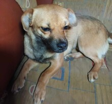ISOLDE, Hund, Mischling in Rumänien - Bild 3