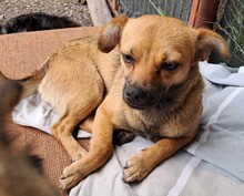 ISOLDE, Hund, Mischling in Rumänien - Bild 4
