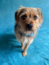 OLLI, Hund, Yorkshire Terrier mix in Springe - Bild 1
