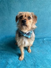 OLLI, Hund, Yorkshire Terrier mix in Springe - Bild 10